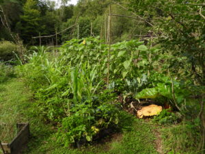 Potager permaculture