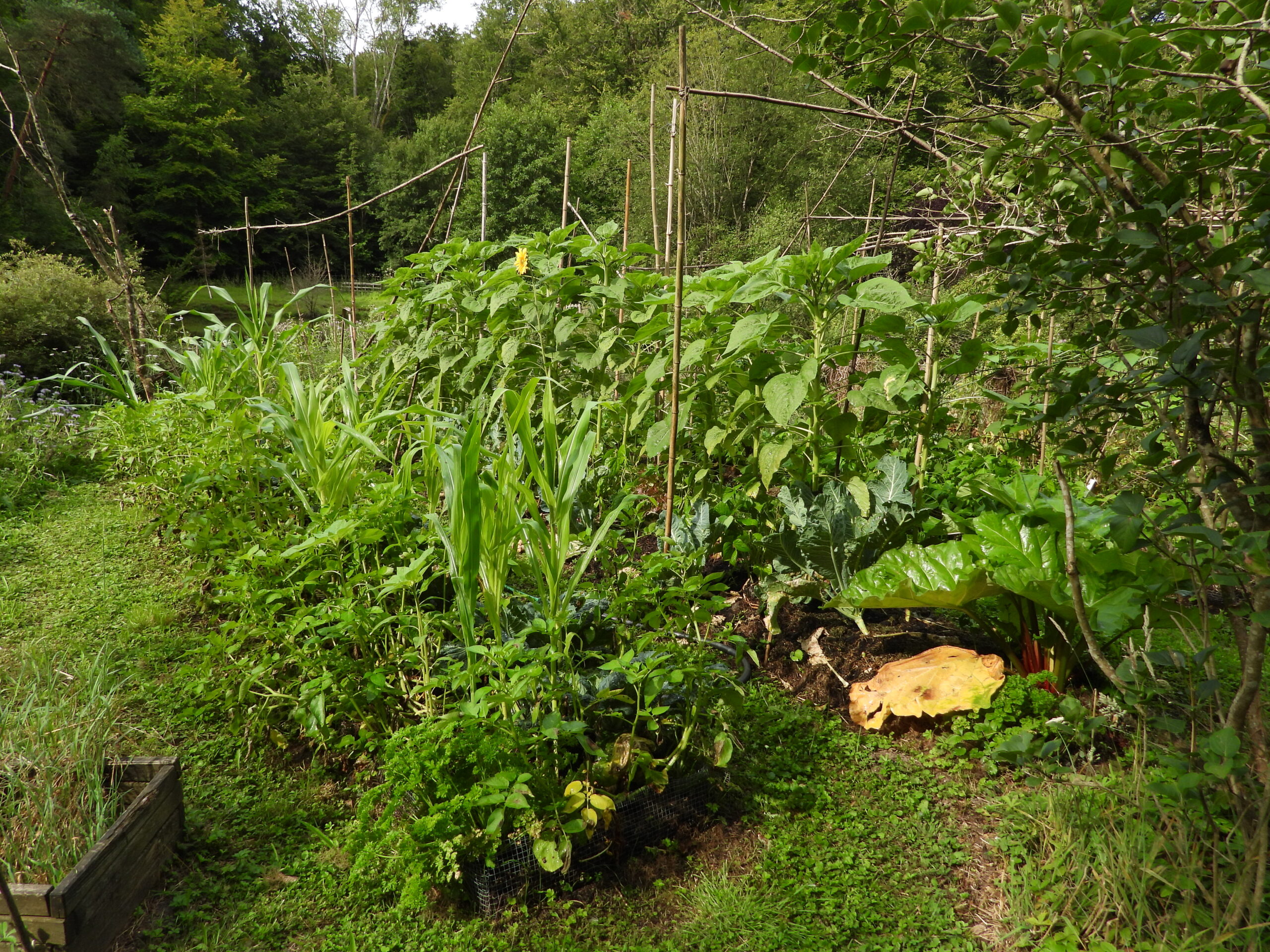 Potager pédagogique